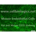 C57BL/6-GFP Mouse Primary Retinal Microvascular Endothelial Cells